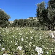 Balade et atelier : A la découverte des plantes de la garrigue