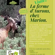 Balade et découverte du pastoralisme en Provence