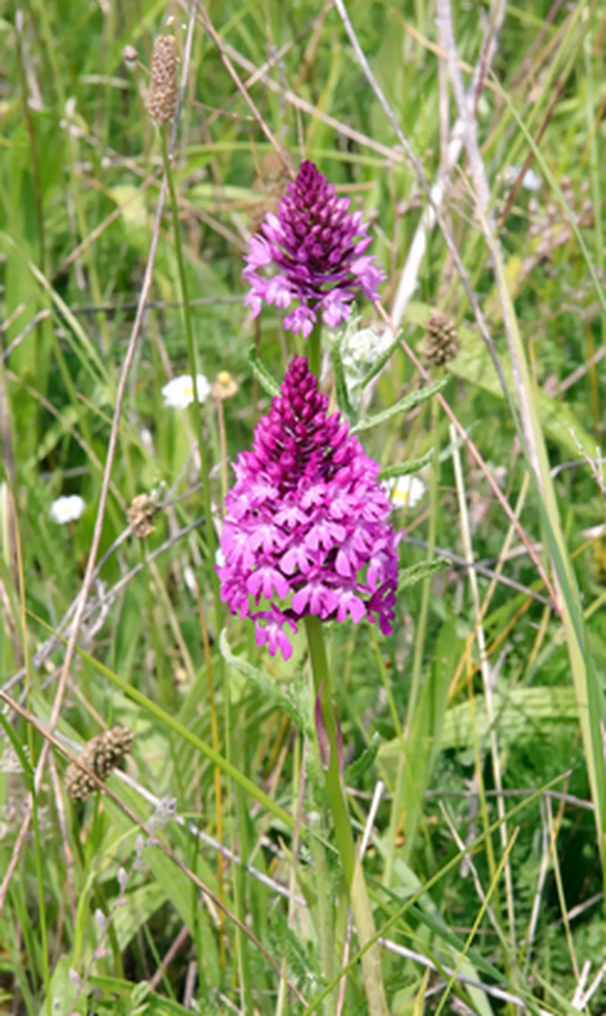 Balade et échanges sur les orchidées sauvages de territoire, savoir les repérer pour mieux les protéger