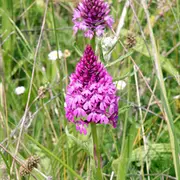 Balade et échanges sur les orchidées sauvages de territoire, savoir les repérer pour mieux les protéger