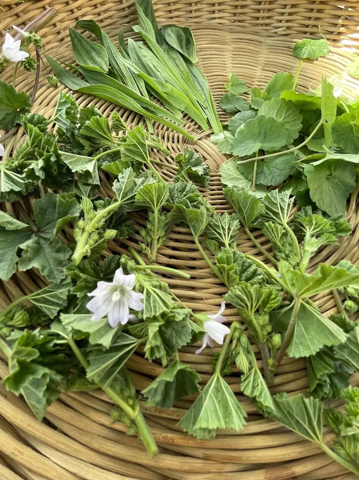 Balade et visite : Voyage aromatique au cœur des Alpilles