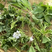 Balade et visite : Voyage aromatique au cœur des Alpilles