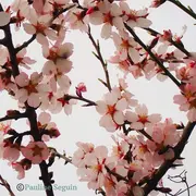 Balade ethnobotanique de l'Amandier