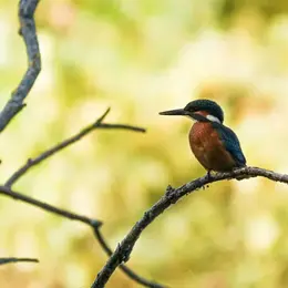 Balade faune au lac de Bannac à Laramière avec Anthony Vieillard