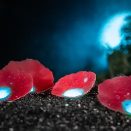 Balade fluorescence - Sortie nocturne aux torches UV.