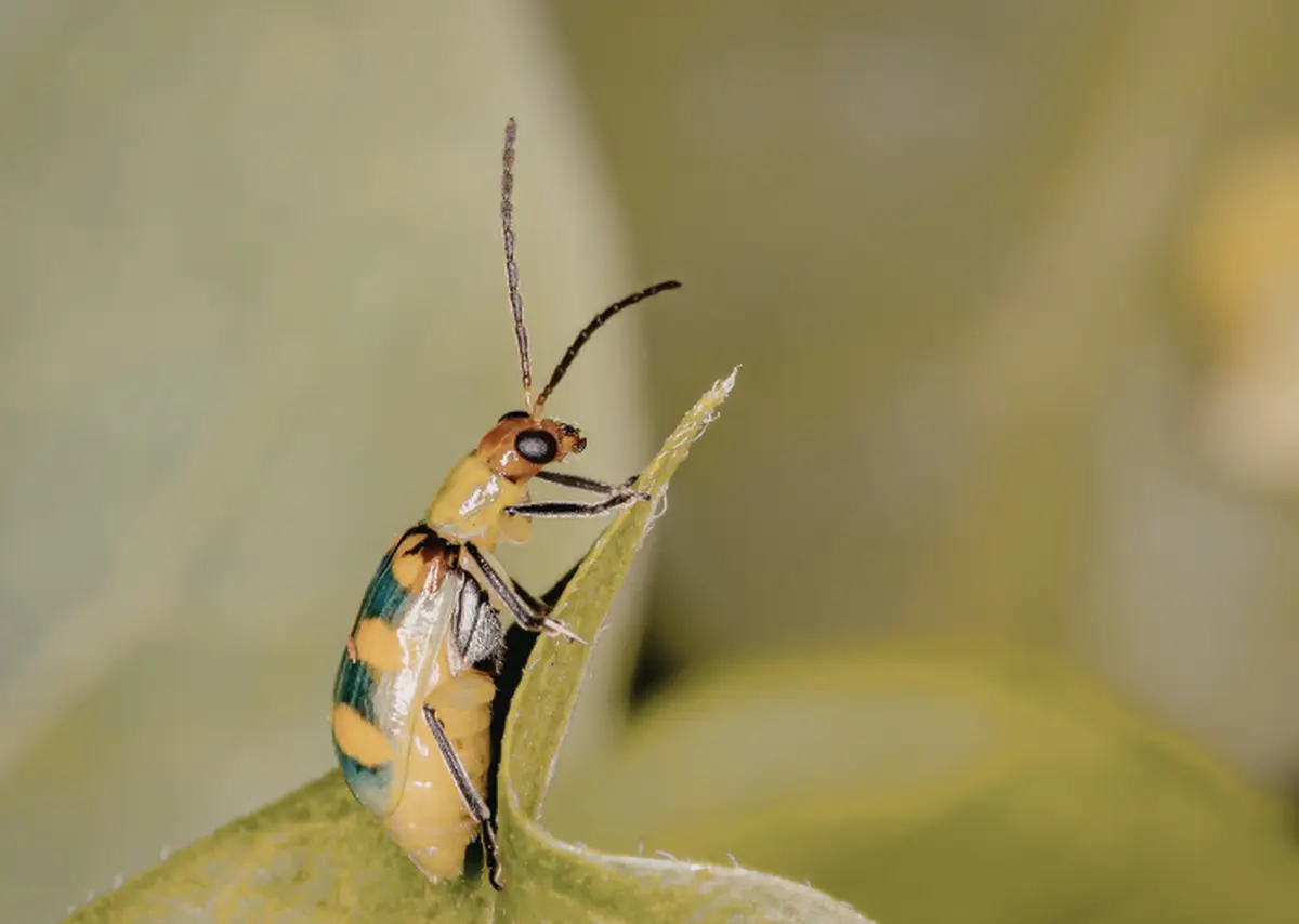Balade guidée : A la rencontre des insectes