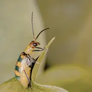 Balade guidée : A la rencontre des insectes