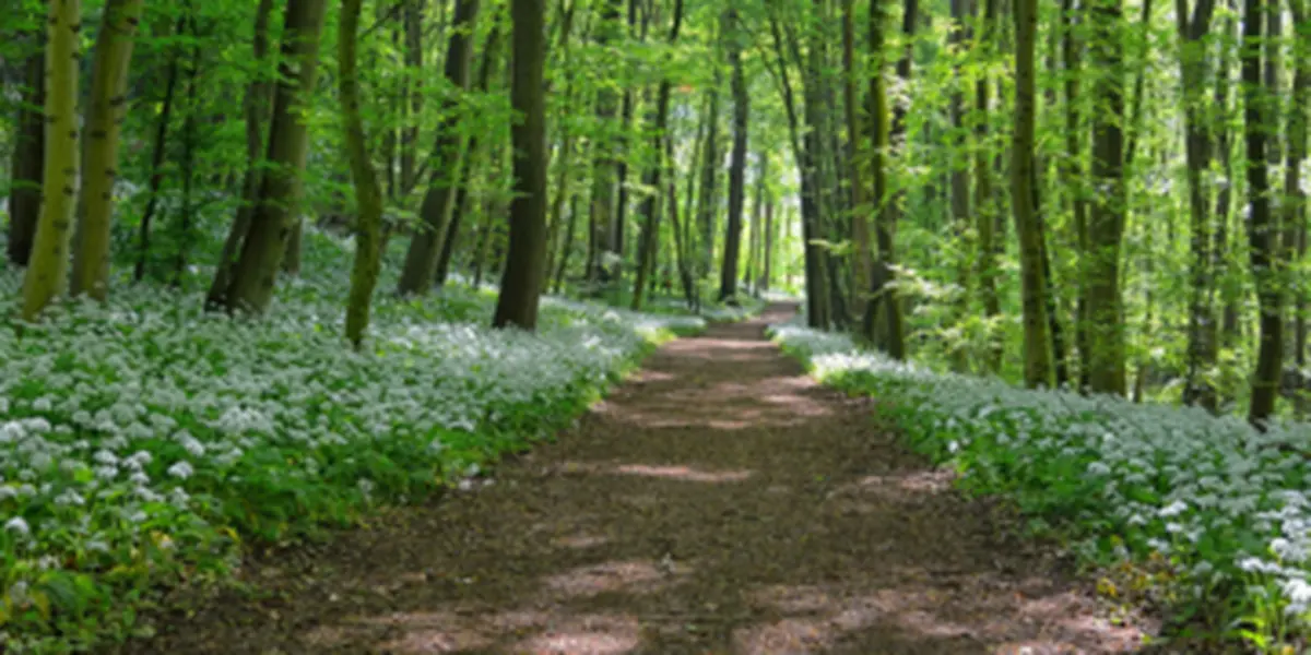 Balade guidée : Cueillette des plantes comestibles en Fronsadais