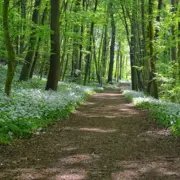 Balade guidée : Cueillette des plantes comestibles en Fronsadais