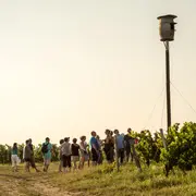 Balade guidée dans le vignoble de Buzet avec un découvreur de pays