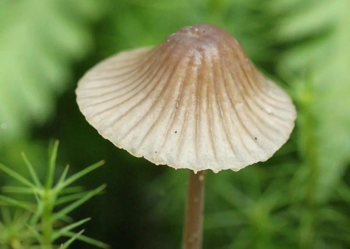 Balade guidée : Le monde merveilleux des champignons