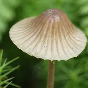 Balade guidée : Le monde merveilleux des champignons