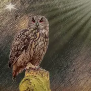 Balade hivernale avec l'Observatoire Loire