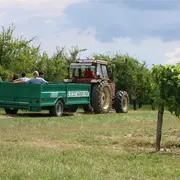 Balade insolite dans le vignoble.