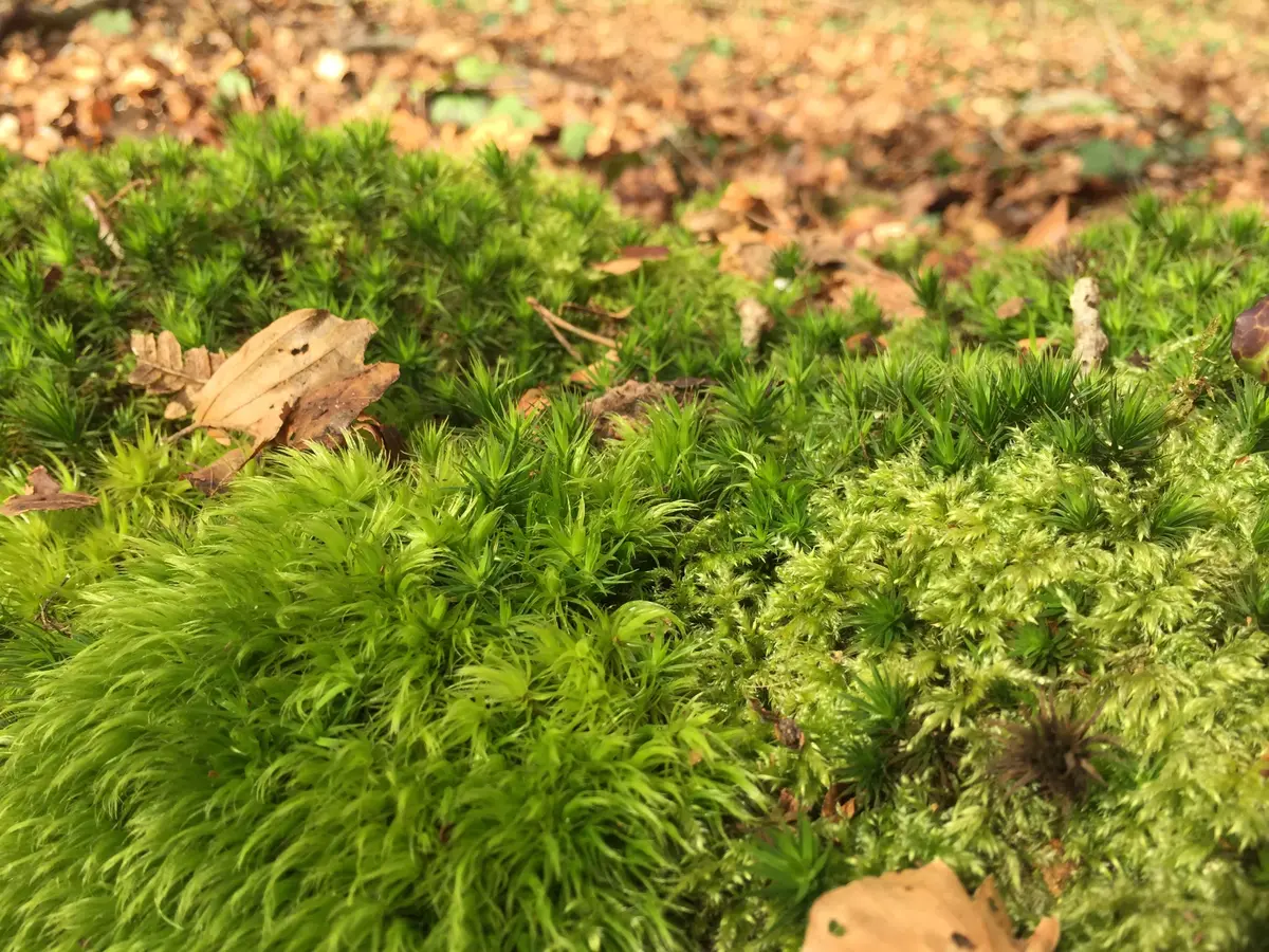 Balade : jeux d'hiver en forêt