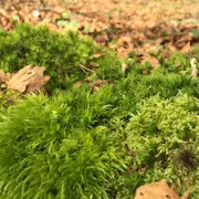 Balade : jeux d'hiver en forêt