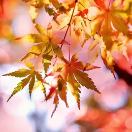 Balade | Les couleurs d'automne