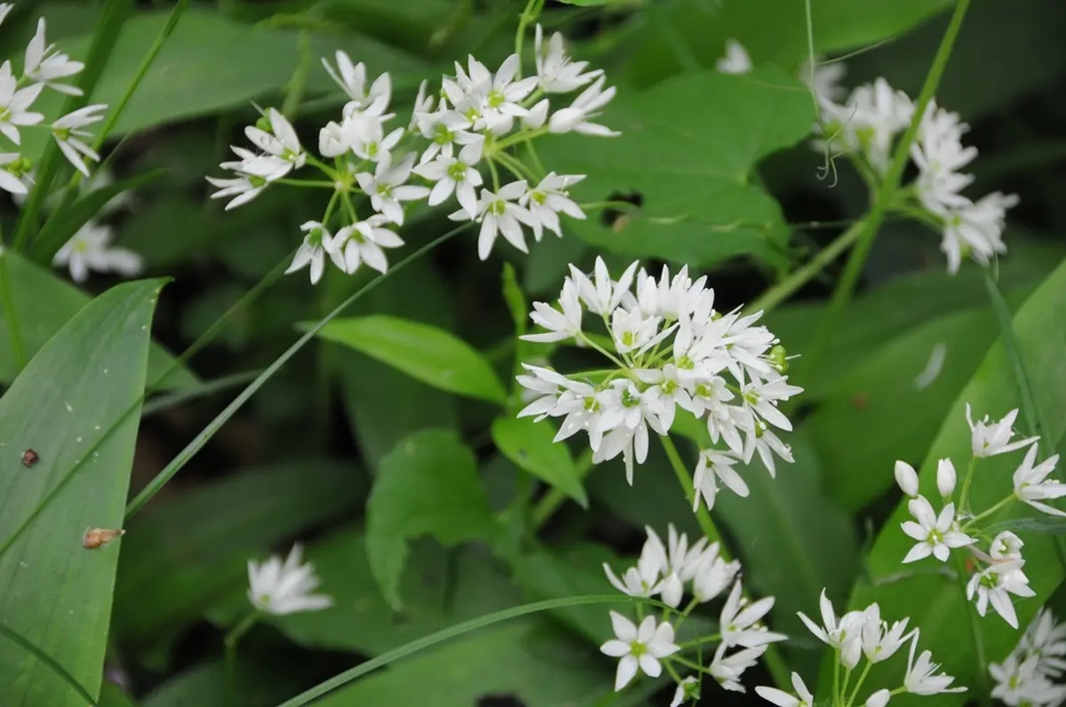 Balade Les plantes au bord du chemin