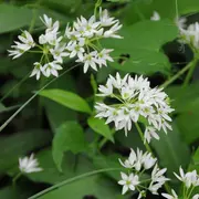 Balade Les plantes au bord du chemin