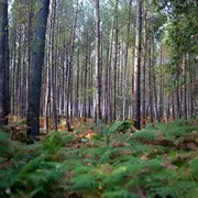 Balade littéraire - Sur le sable de la forêt landaise