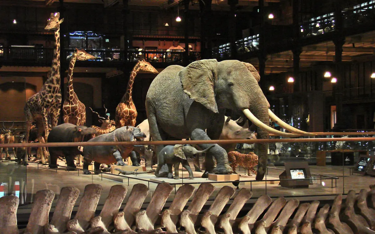 Balade muséale « Muséum d’Histoire Naturelle - Paris »