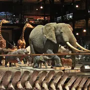 Balade muséale « Muséum d’Histoire Naturelle - Paris »