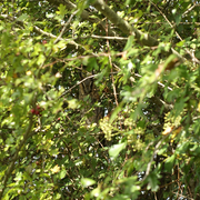 Balade : Mystérieuses chouettes