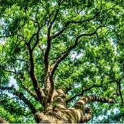 Balade naturaliste - Bain de forêt