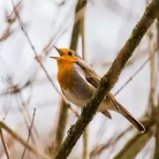 Balade Naturaliste : Cris Et Chants Des Oiseaux