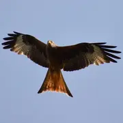 Balade Naturaliste : Découverte Des Rapaces Et Plantes Comestibles