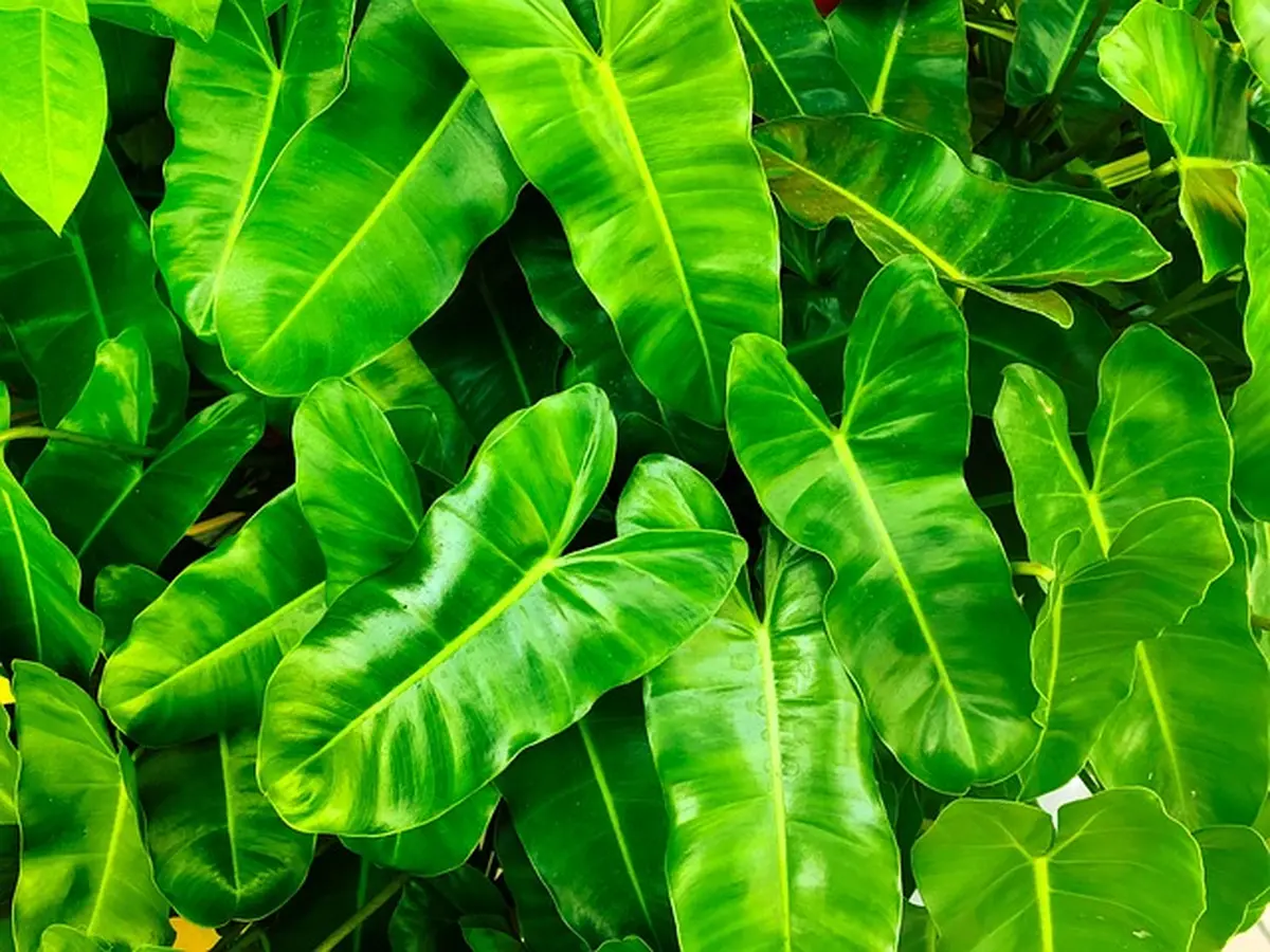 Balade nature