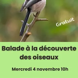 Balade nature à la découverte des oiseaux