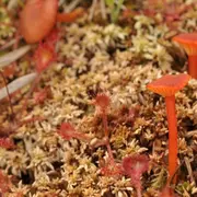 Balade nature : Champignons et lichens