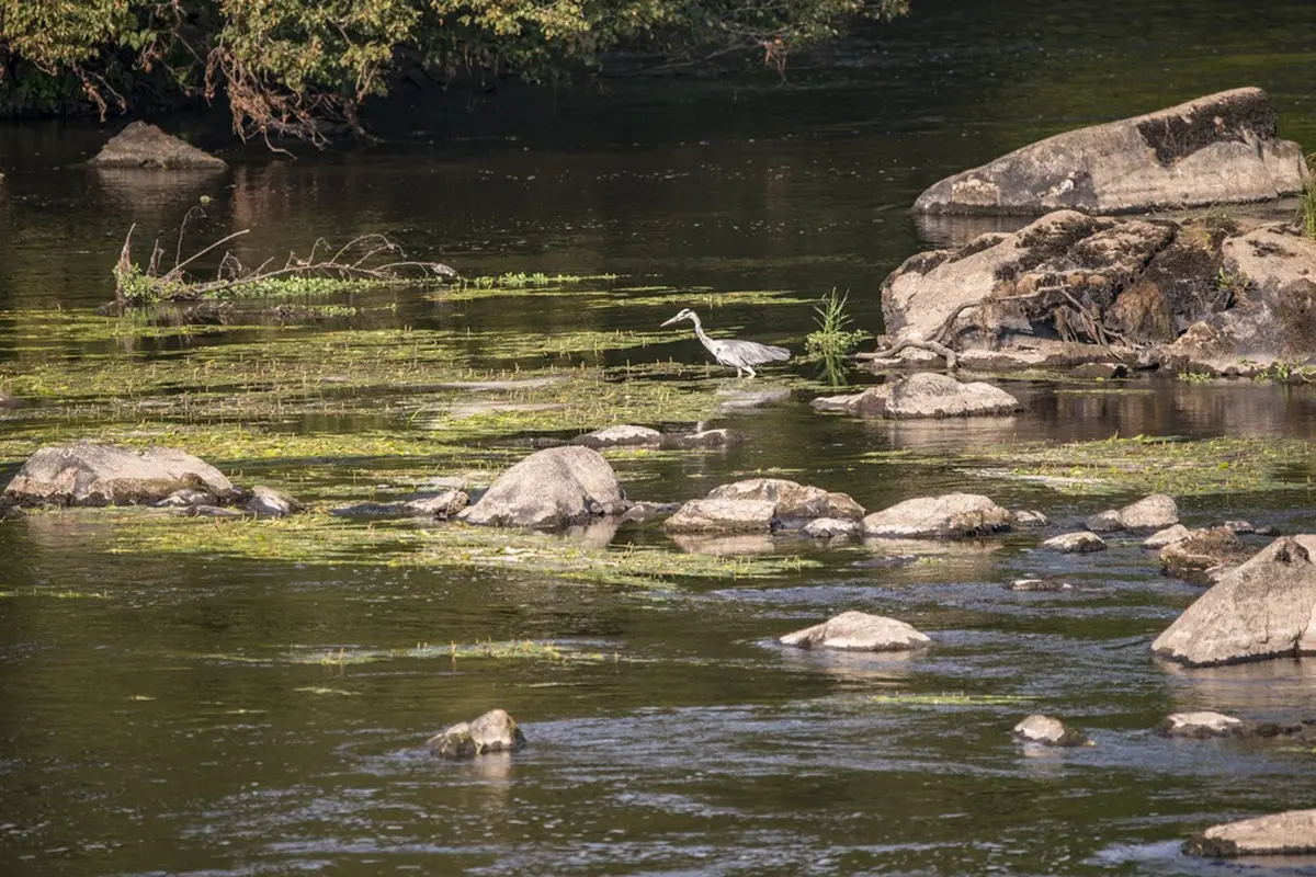 Balade nature Cheminer à l'écoute de la Vienne et de ses affluents