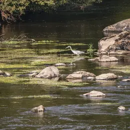Balade nature Cheminer à l'écoute de la Vienne et de ses affluents