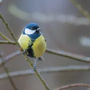 Balade nature : découverte des oiseaux