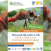 Balade nature : Dragons des airs