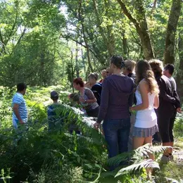 Balade nature en forêt Landaise