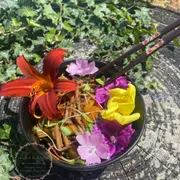 Balade nature & cours de cuisine végétale à Grandfontaine  (67)