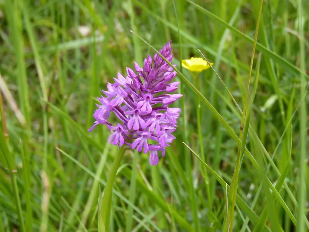Balade nature et poésie sur les coteaux de Cadillon