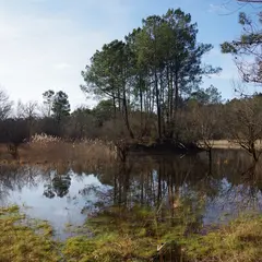 Balade nature - Été sur la lagune