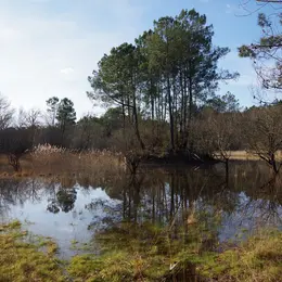 Balade nature - Été sur la lagune
