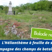 Balade nature : L’Hélianthème à feuille de saule, compagne des champs de bataille
