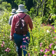Balade nature la flore des sous-bois au printemps