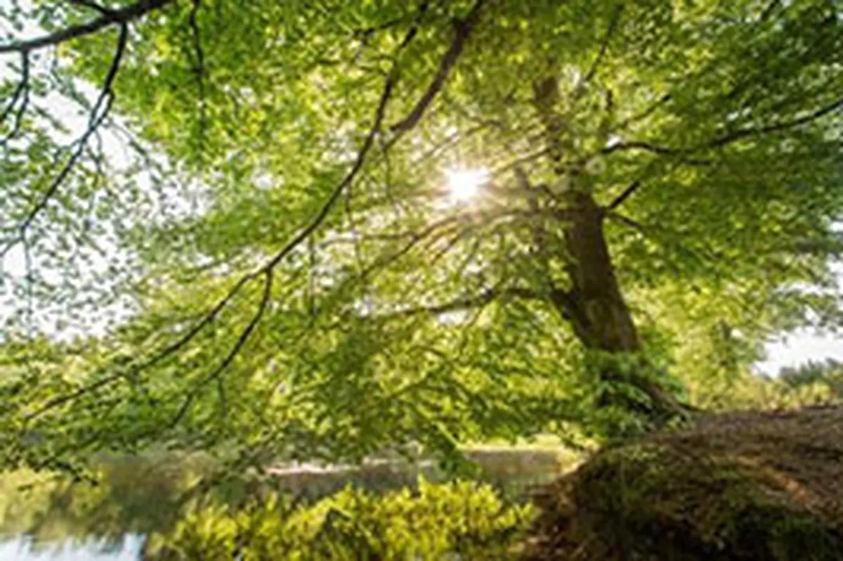 Balade nature : la forêt morvandelle, pas à pas