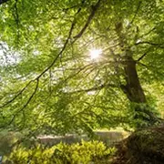 Balade nature : la forêt morvandelle, pas à pas