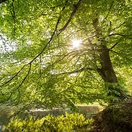 Balade nature : la forêt morvandelle, pas à pas