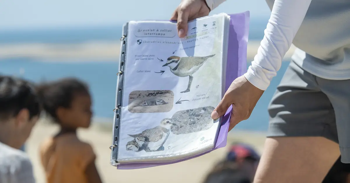 Balade nature : La migration des oiseaux à la Dune du Pilat