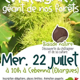 Balade Nature : Le Châtaignier, Géant De Nos Forêts !