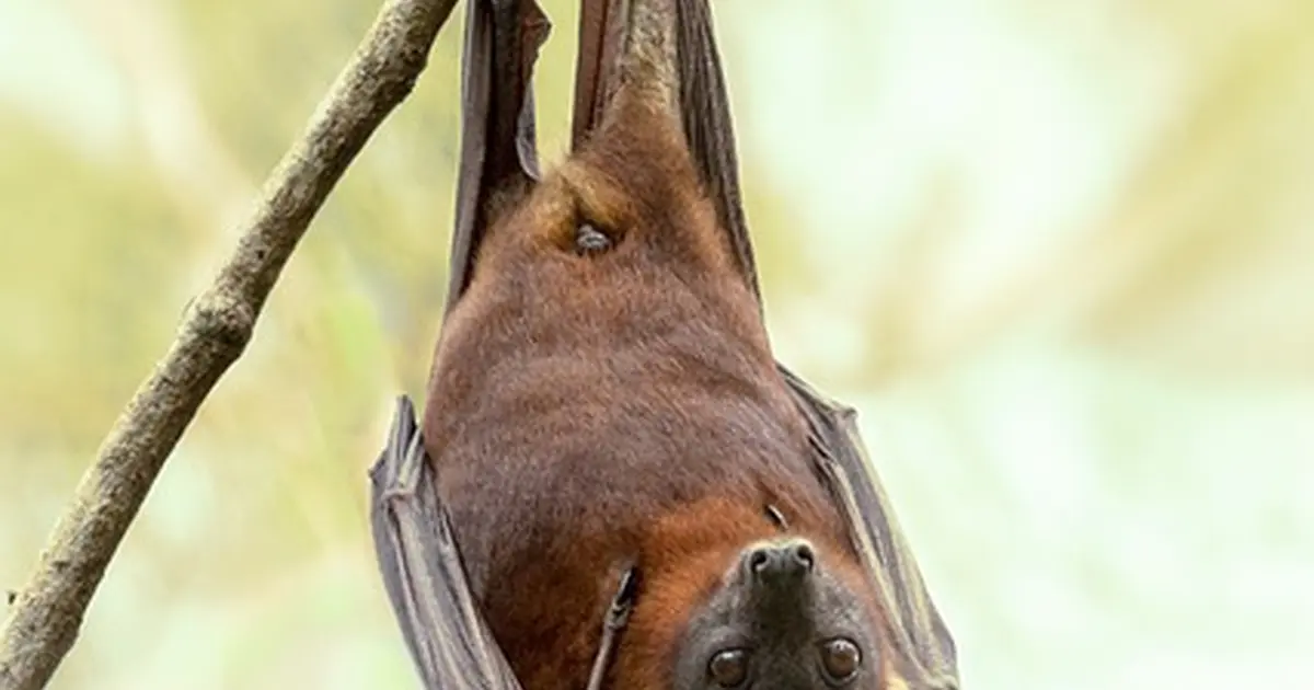 Balade nature : Le monde des chauves-souris